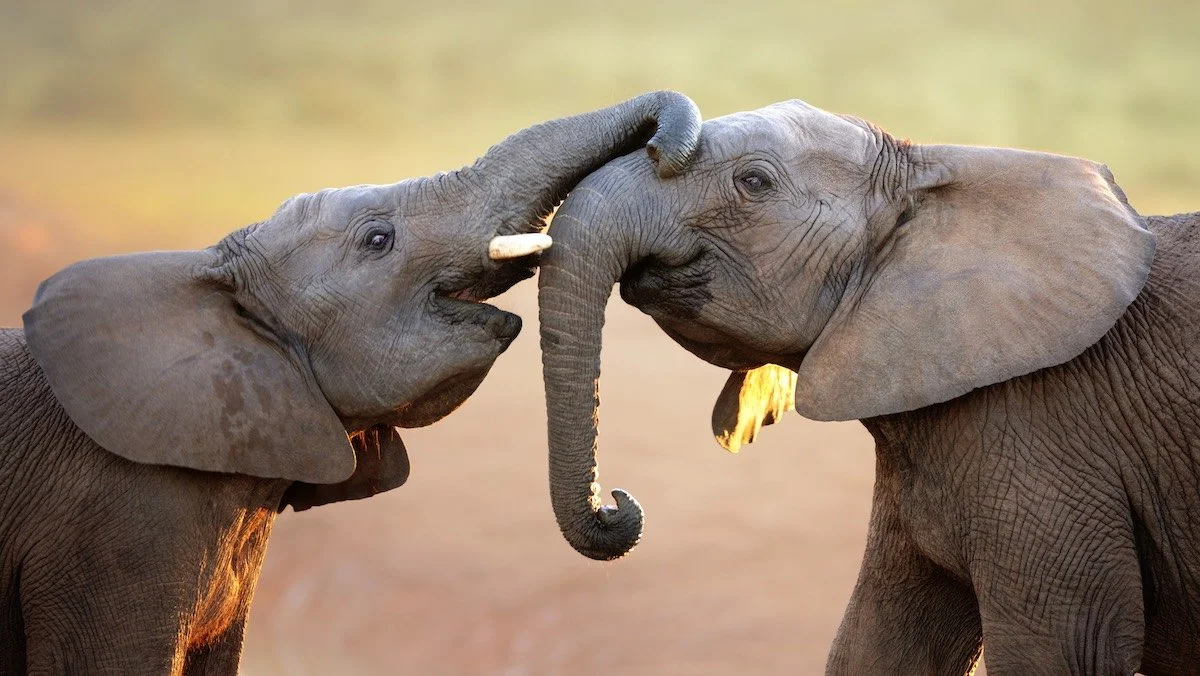 s-elephants.jpg