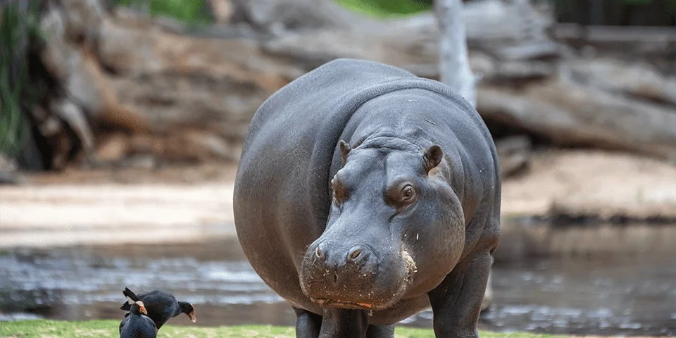 World-Hippo-Day-Celebrations2-960x480.jpeg