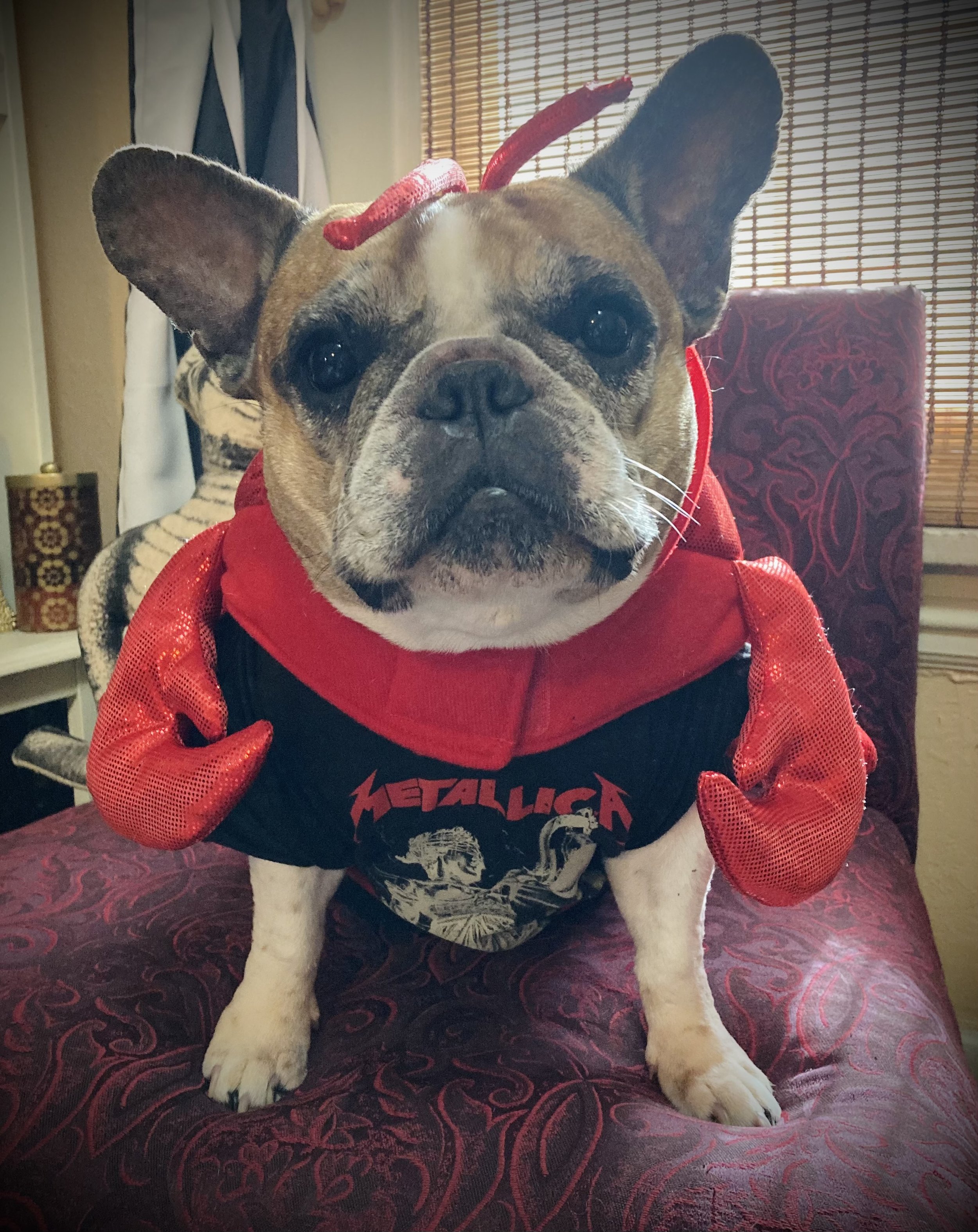 Rock Lobster