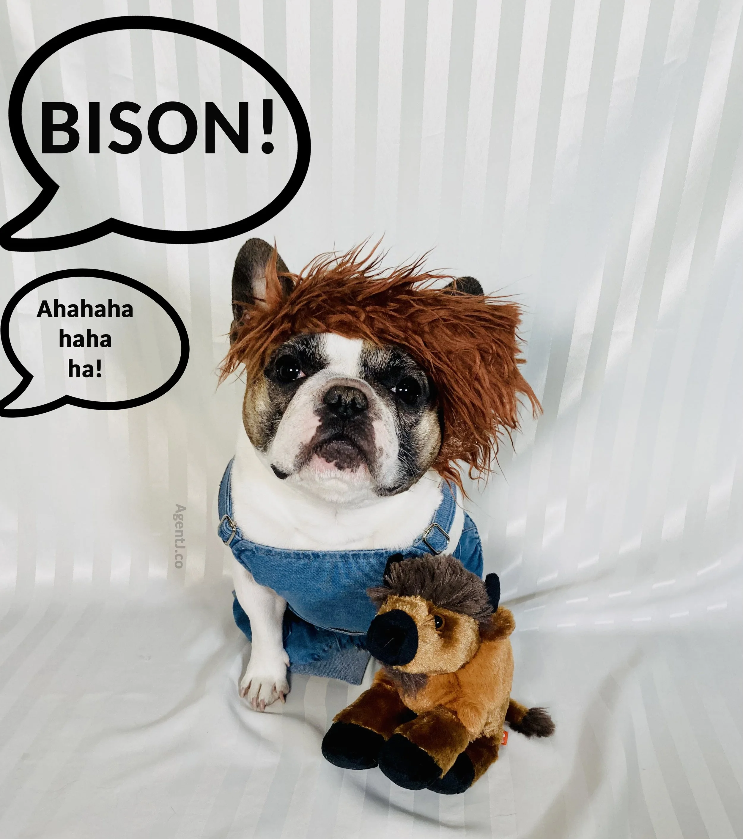 Bison haha AJ.jpg