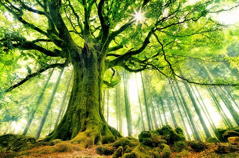 More on Healthy Growth