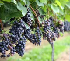 Considering Our Fruitfulness