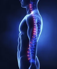 spine1.jpg