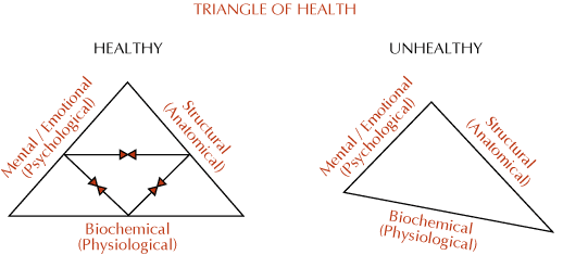 We aim to bring the body back to the Healthy Triangle!