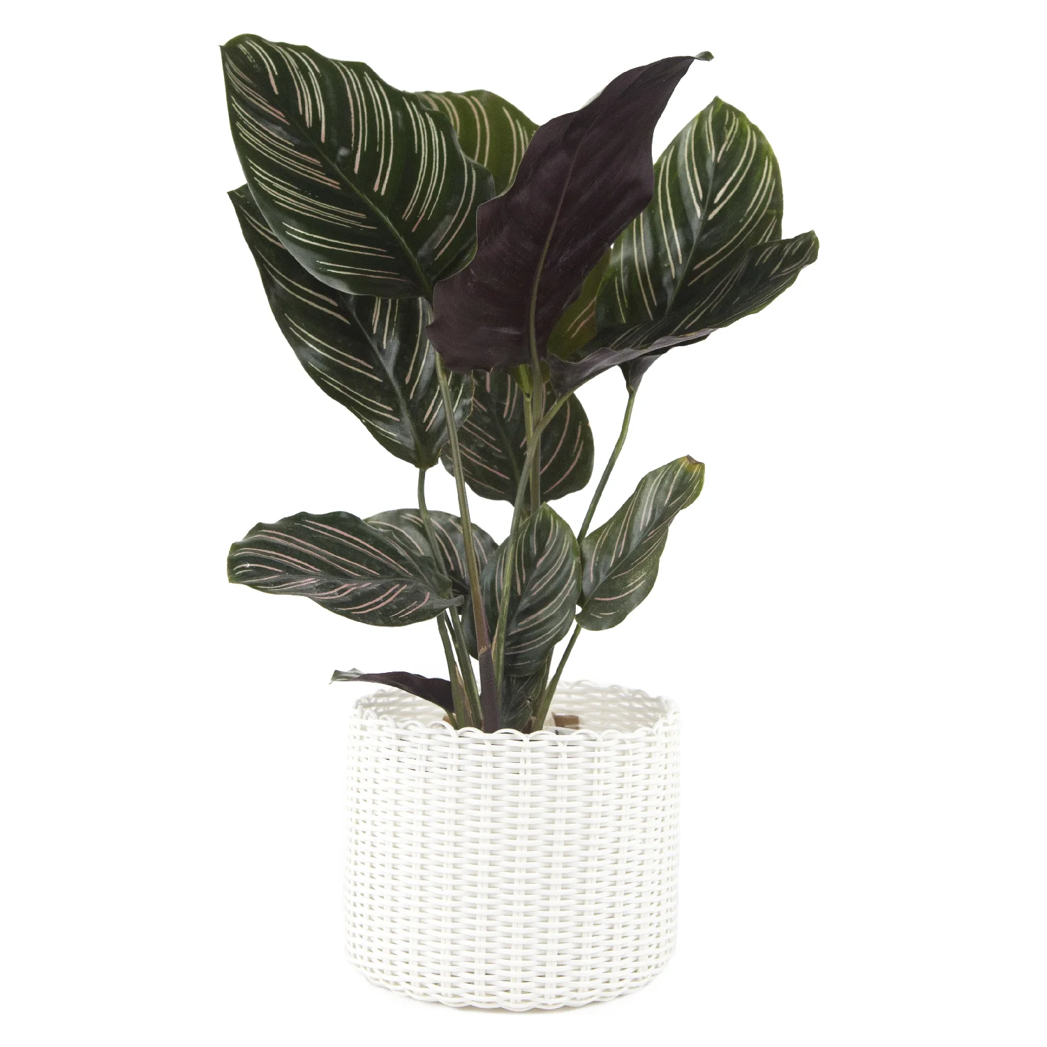 Planter Small White.jpg