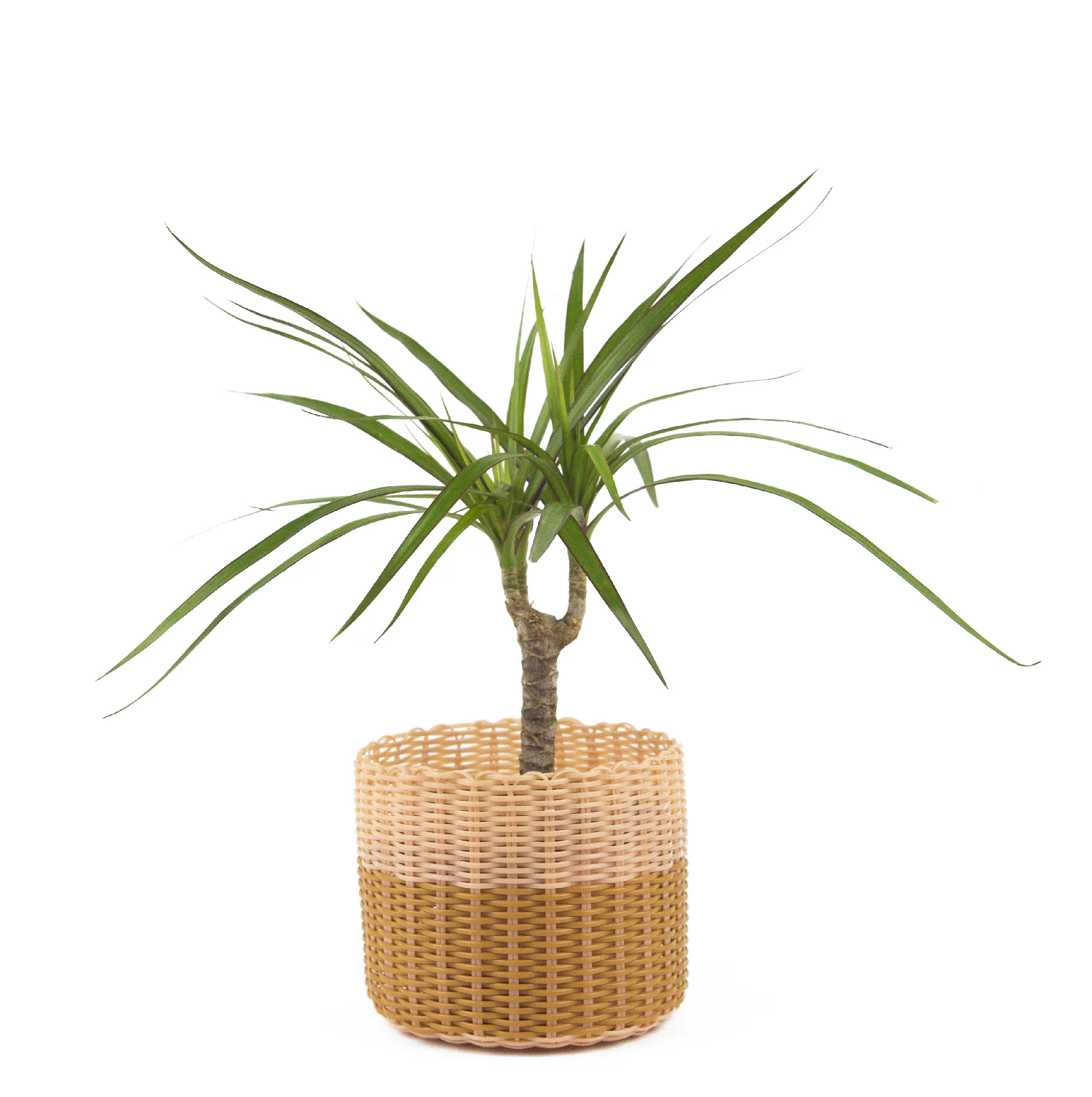 Planter small peach pumpkin WEB copy.jpg