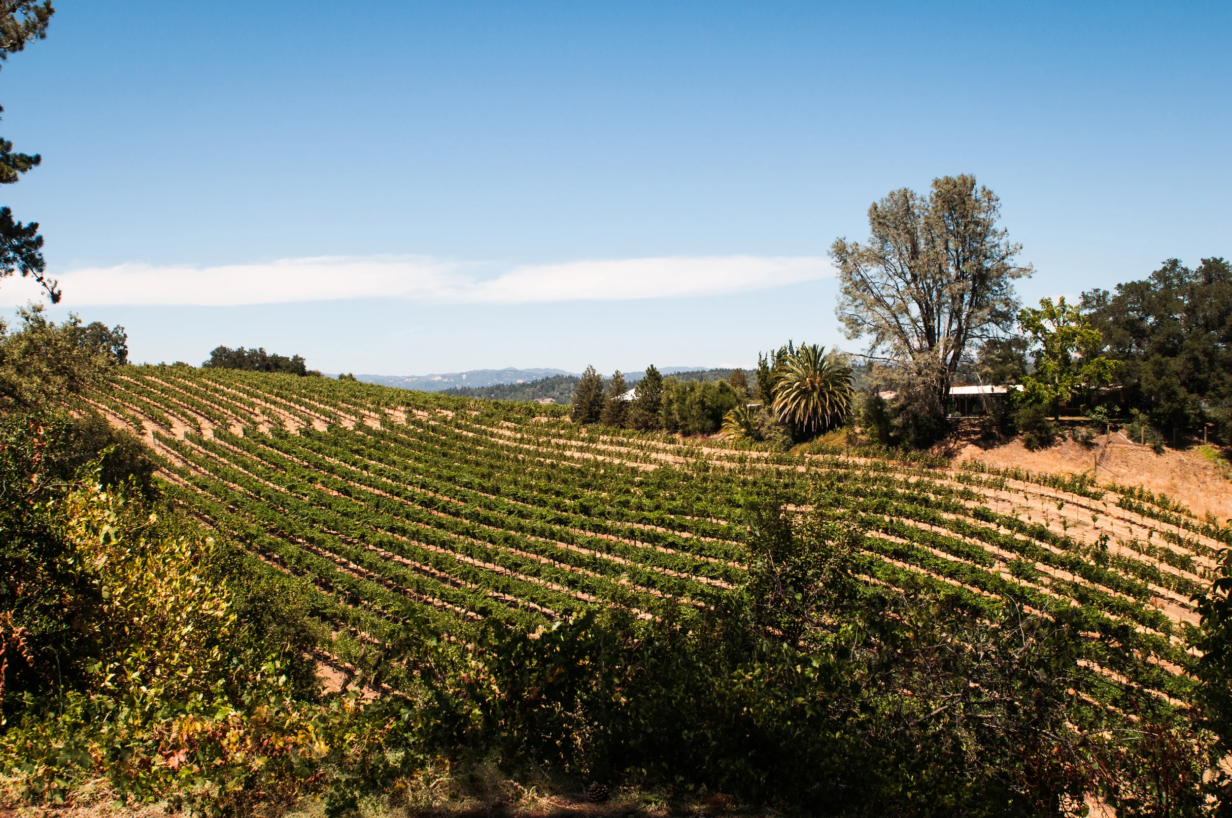 The view overlooking the 'sipping' bench of the Mount's family wines. There was nothing prepared or orchestrated about it. You simply sit on top of a hill and look at the wine farm below. Not a fancy garden but just a farm. 