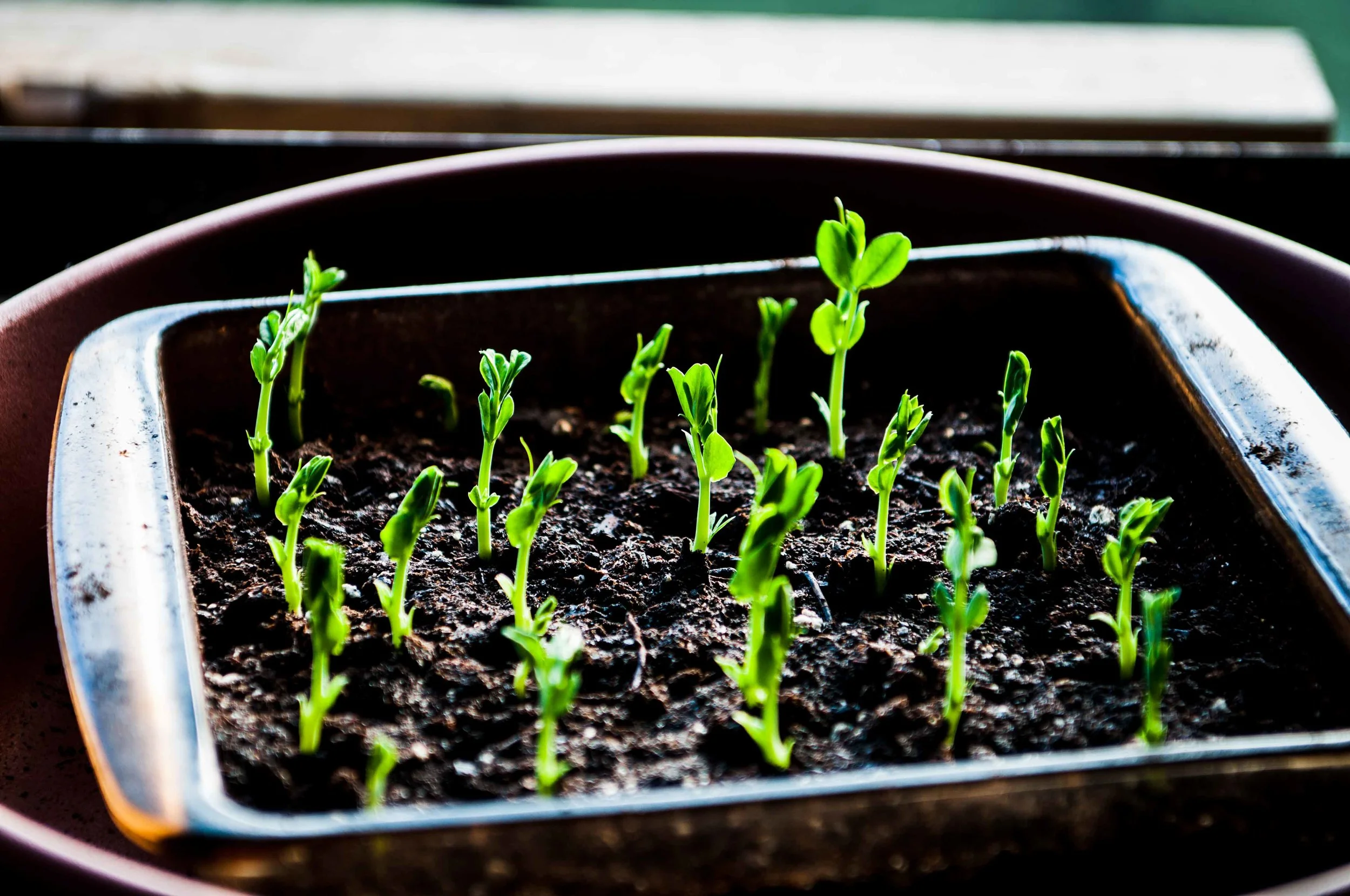 Pea shoots in a pot! They have been germinated for planting but I suspect some of them are going to end up in my plate as is if I can't untangle the roots!