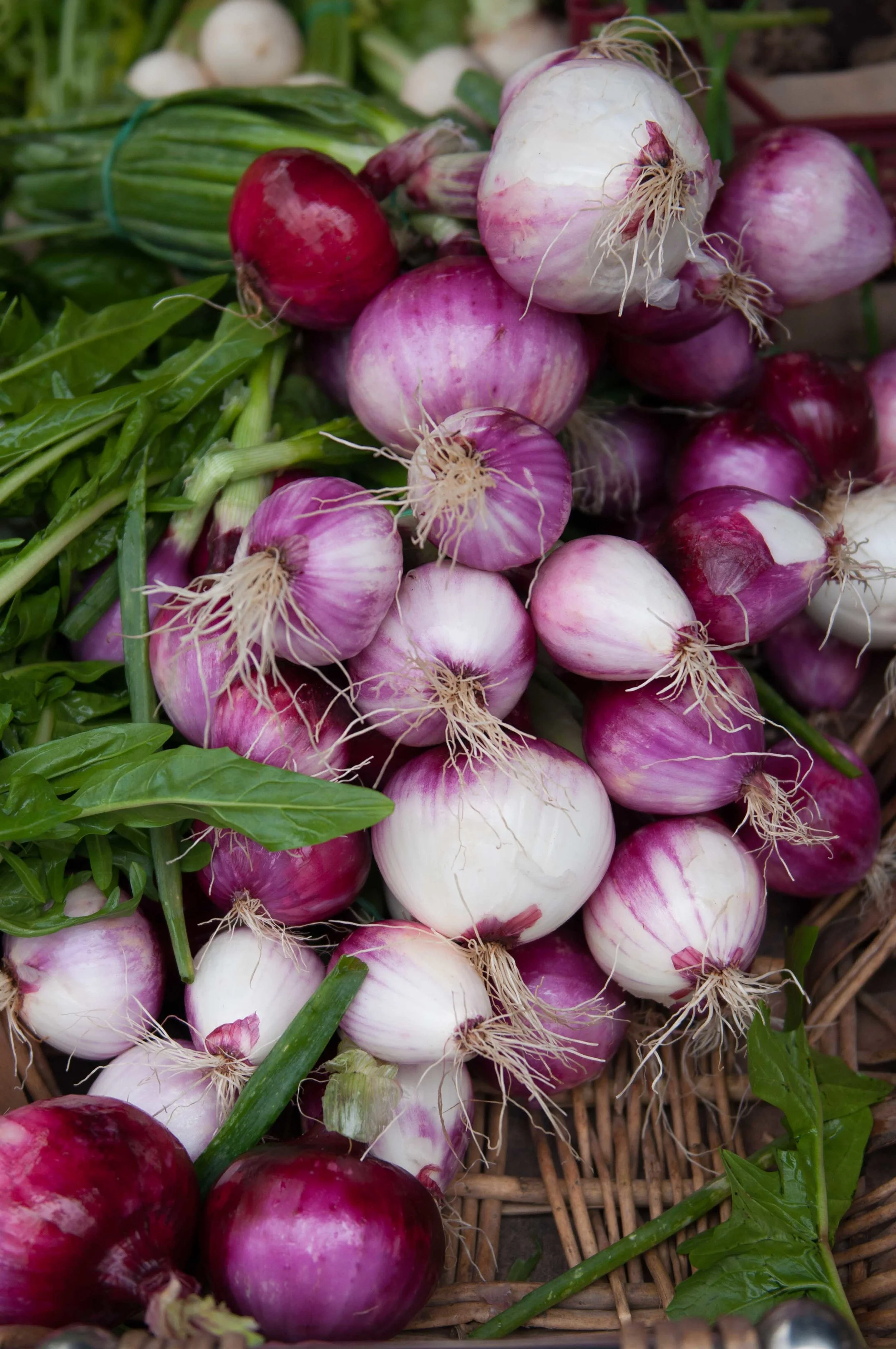 fall-onions.jpg