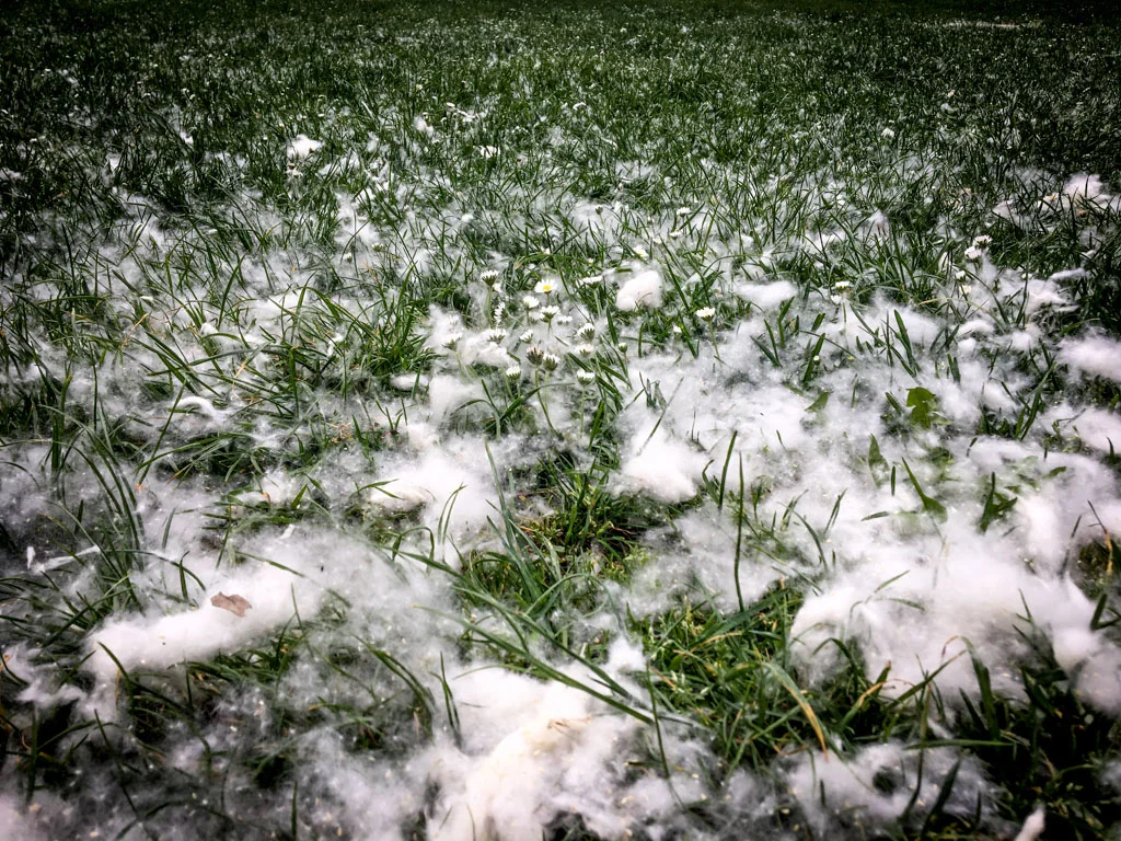 That soft bed, you see here and in the first photos, is not cotton! They are the pollen from Daffodils! This is the first time I have seen this. How many daffodils did it take to make this beautiful spread???