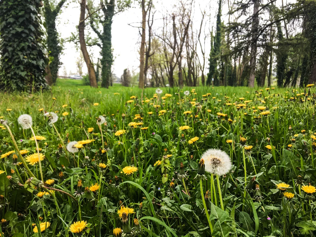 daffodils-in-park.jpg