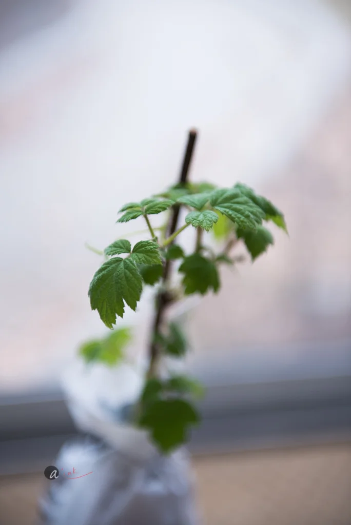 raspberry-plant.jpg