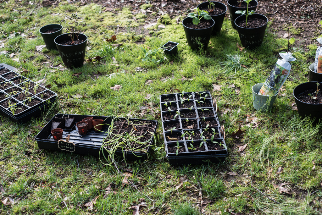 SEEDLINGS I GERMINATED INDOORS