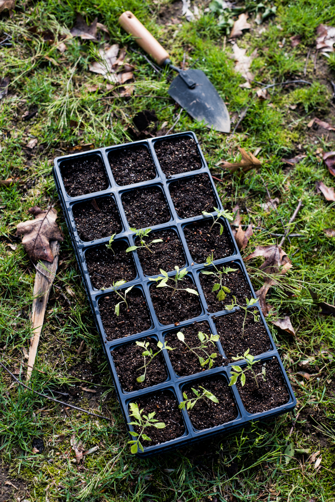 SOME HERBS + TOMATOES