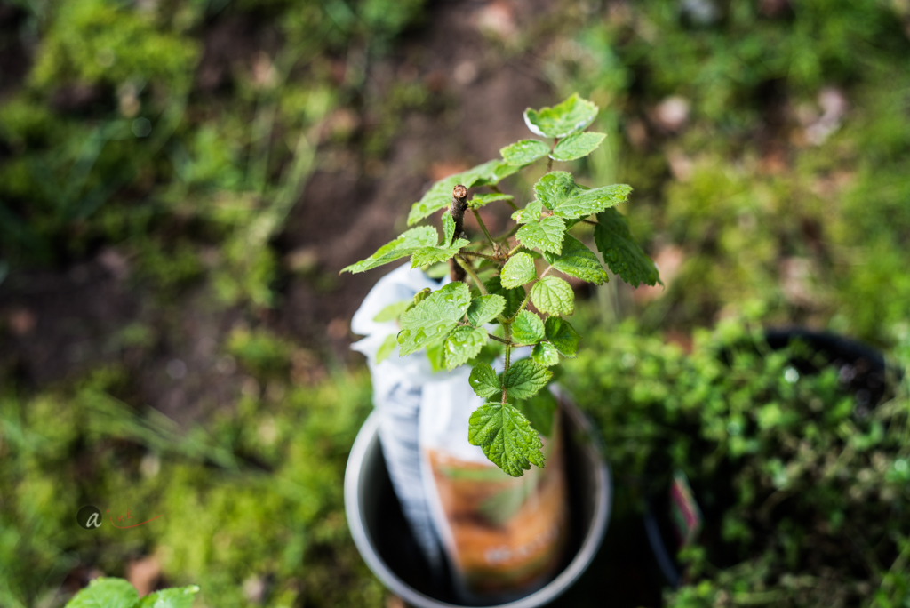 RASPBERRY PLANT