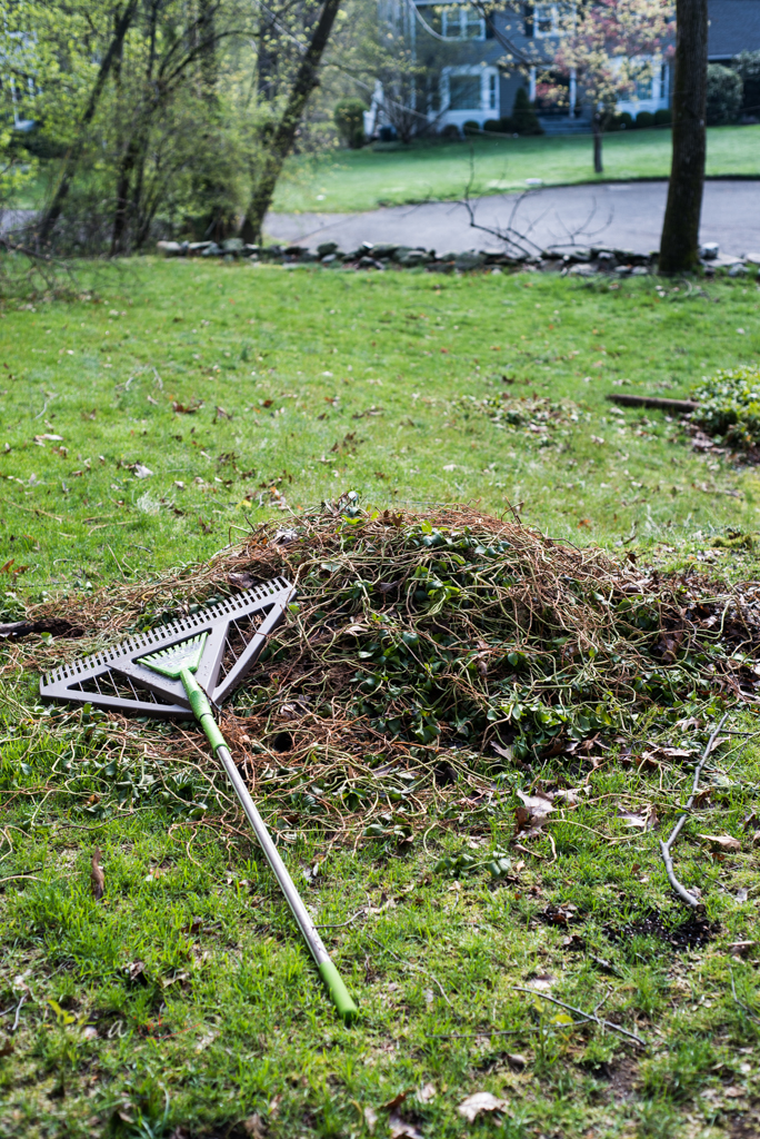 weeding-pachysandra.jpg