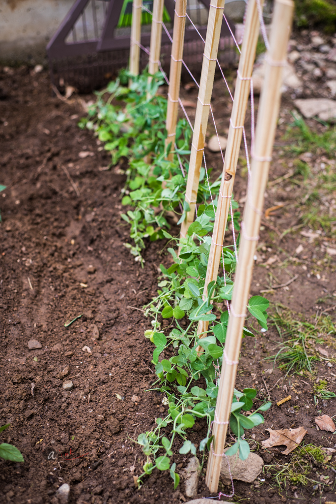 Pea Perimeter