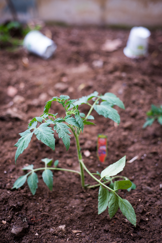 Early Tomato Planting