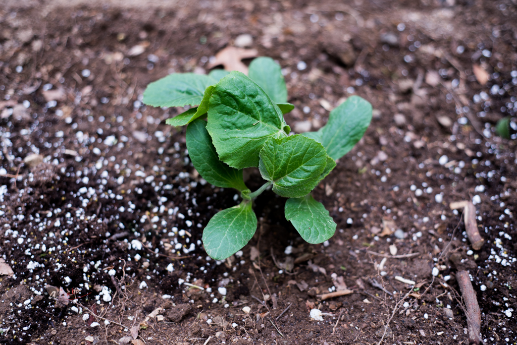 Zucchini planted in set