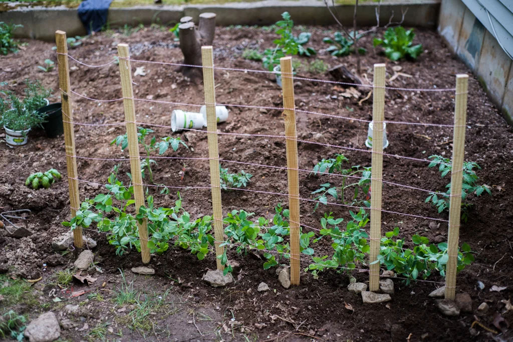 the-start-of-the-planted-garden-patch.jpg