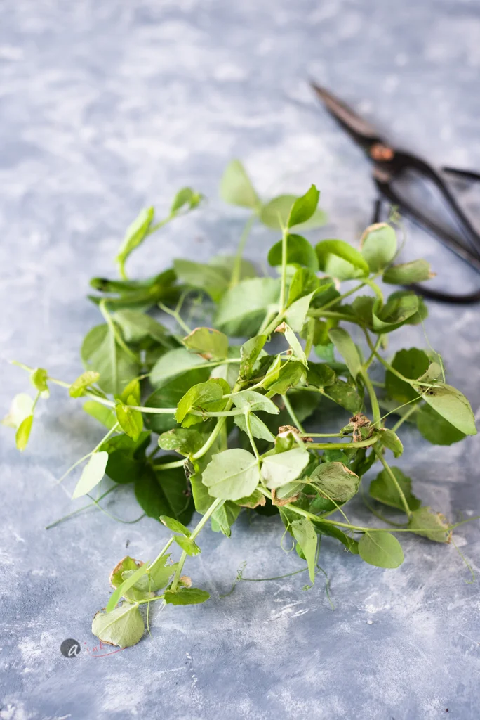 Leftover-unplanted-peas.jpg