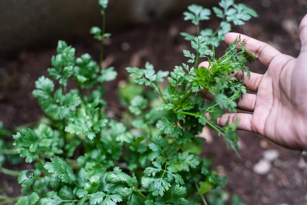 Garden Update First Harvest — NOURISHED by Asha