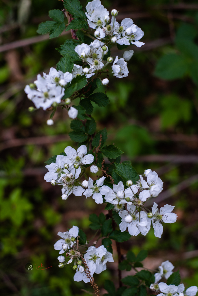 — Garden NOURISHED Update: by Asha Things All Wild