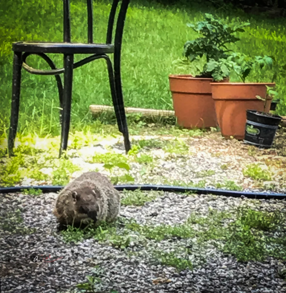 groundhog-pest.jpg