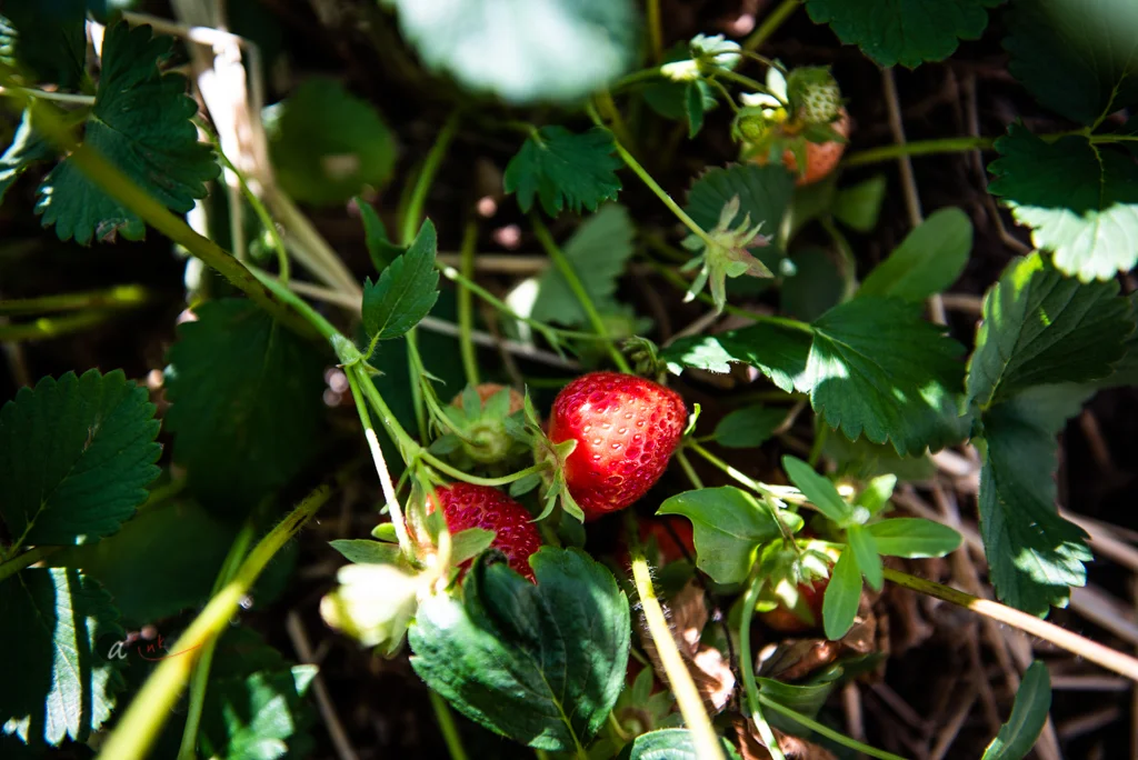 strawberry-on-vine.jpg
