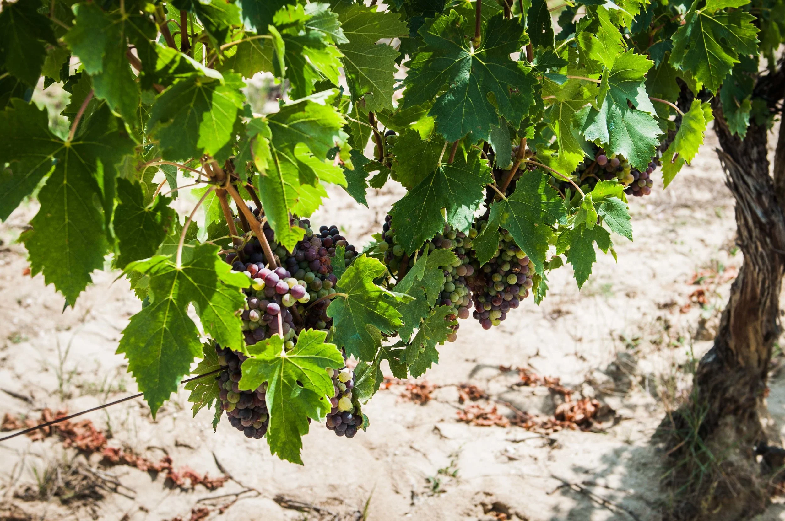 capitoni-wines-vineyard.jpg