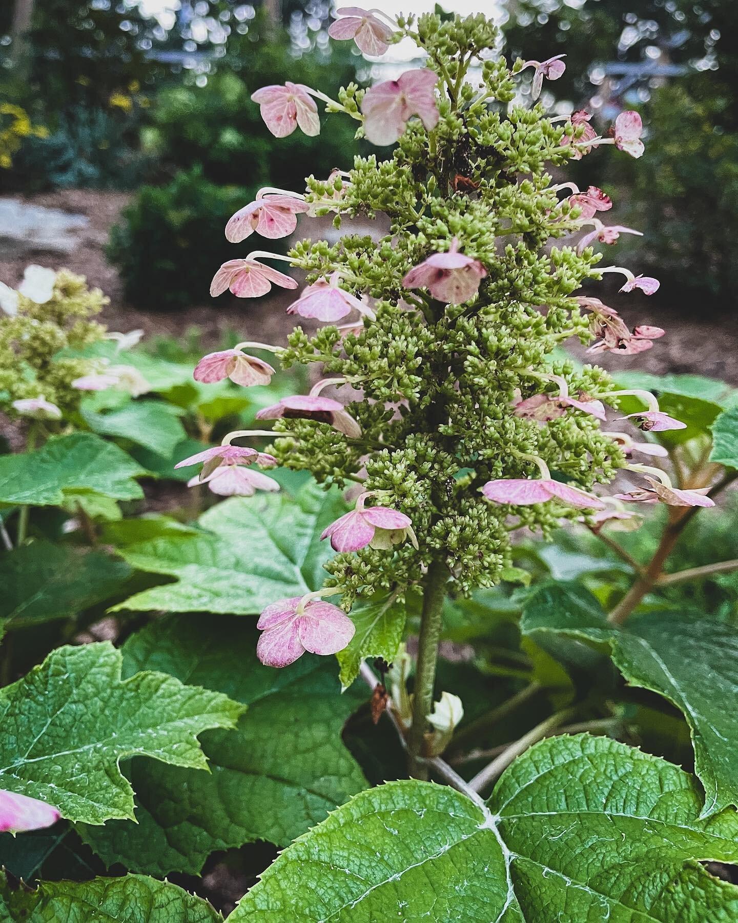 ❤️ HYDRANGEAS ❤️

I have 4 varieties (and different sub varietals in them by size) of hydrangea in my garden. And they are all coming into bloom. I love each one for different reasons, and absolutely IN LOVE with all of them! Swipe to see the flowers
