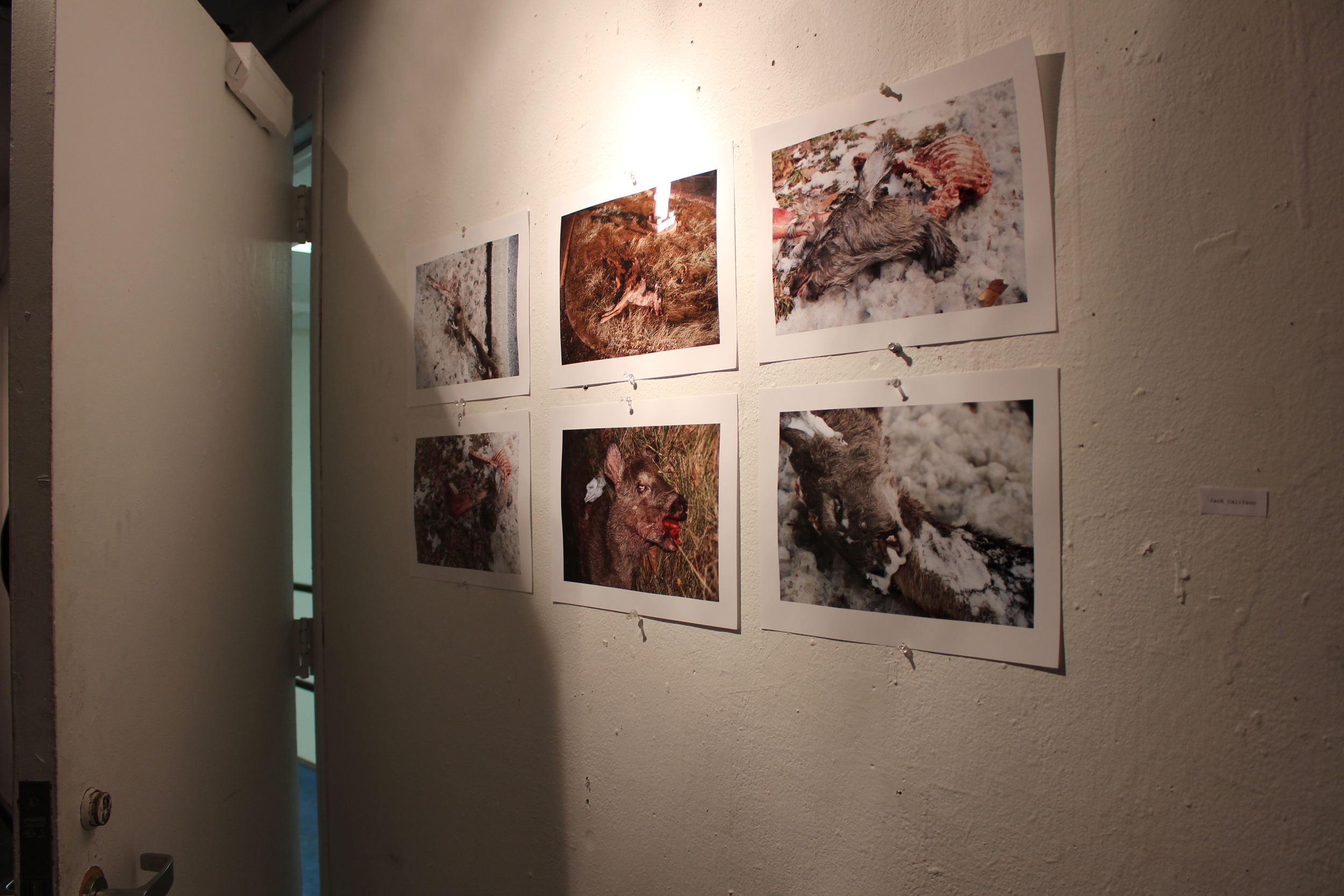   A display of photographs by Jack Califano '16, all depicting various animal carcasses. Photo by Lexie Brown '17  