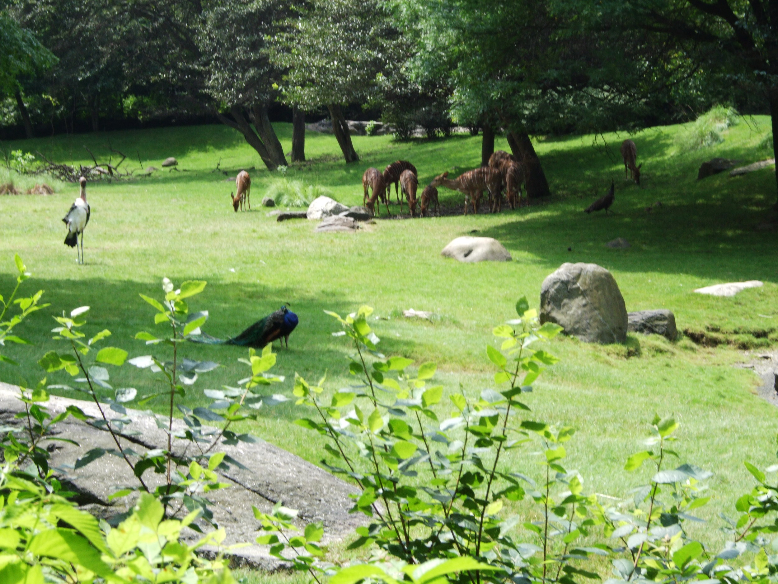 Bronx Zoo Photo from Wikimedia Commons