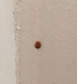 Bedbug found in a dudley lawrence dorm room. Photo courtesy of andrea cantor