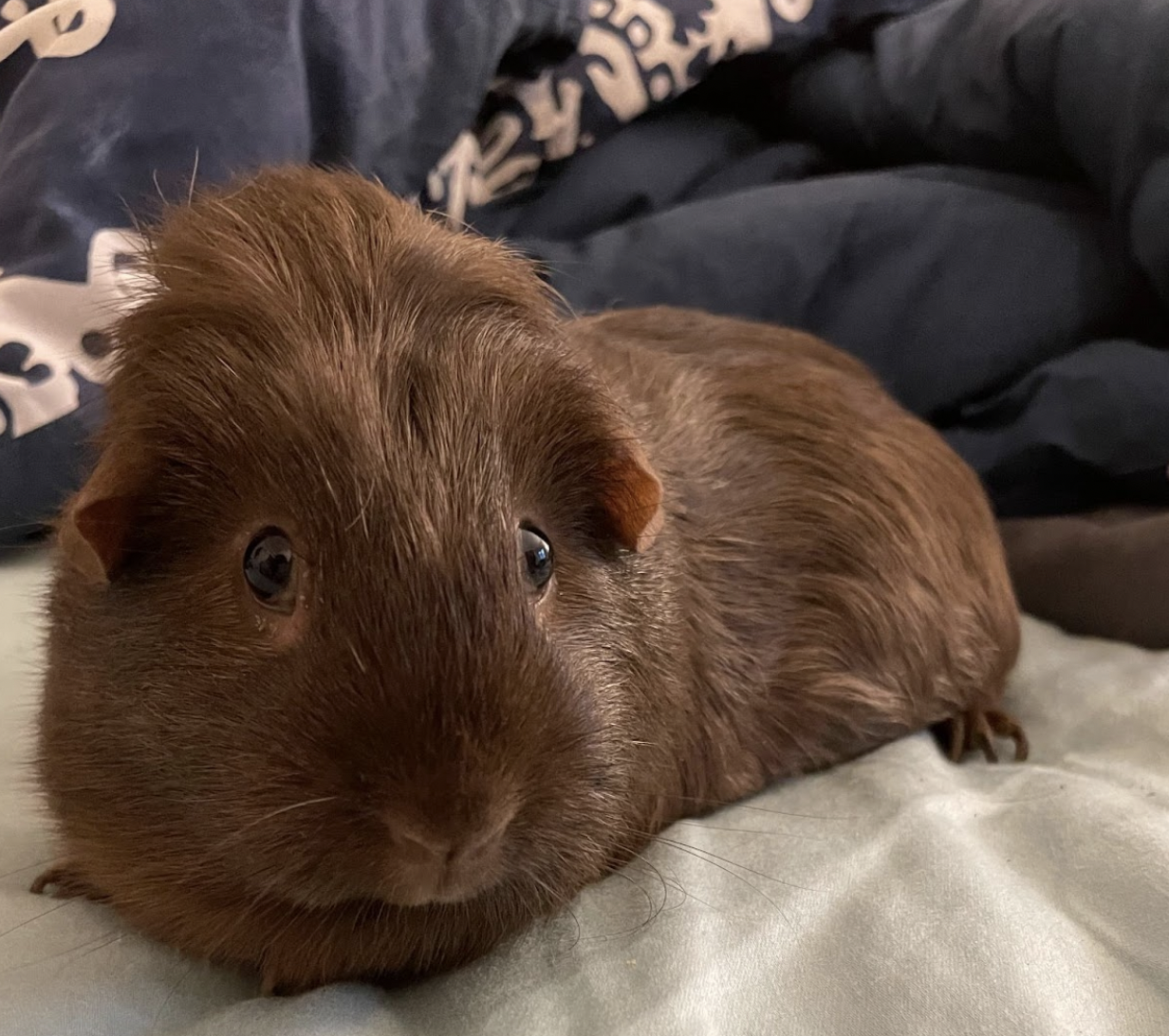 Pet of the Week: Enzo!