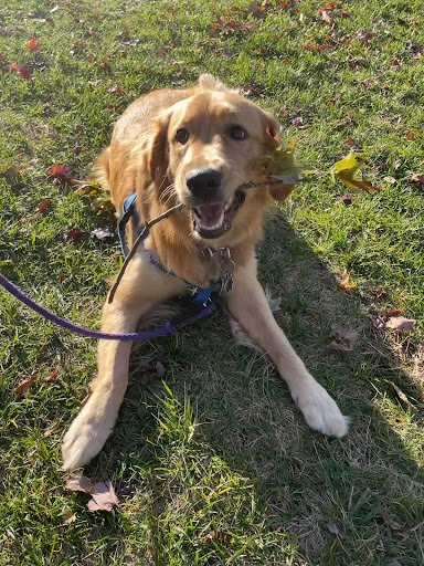 Pet of the Week: Callie!