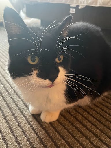 Pet of the Week: Timmy!