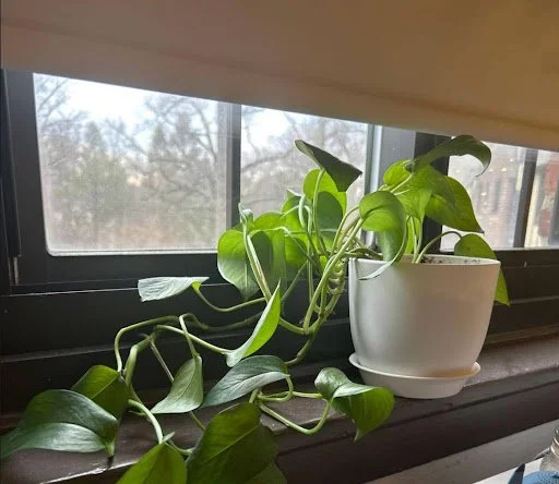 Why Your Plants Keep Dying: Best Plants for Dorms and How To Keep Them Alive
