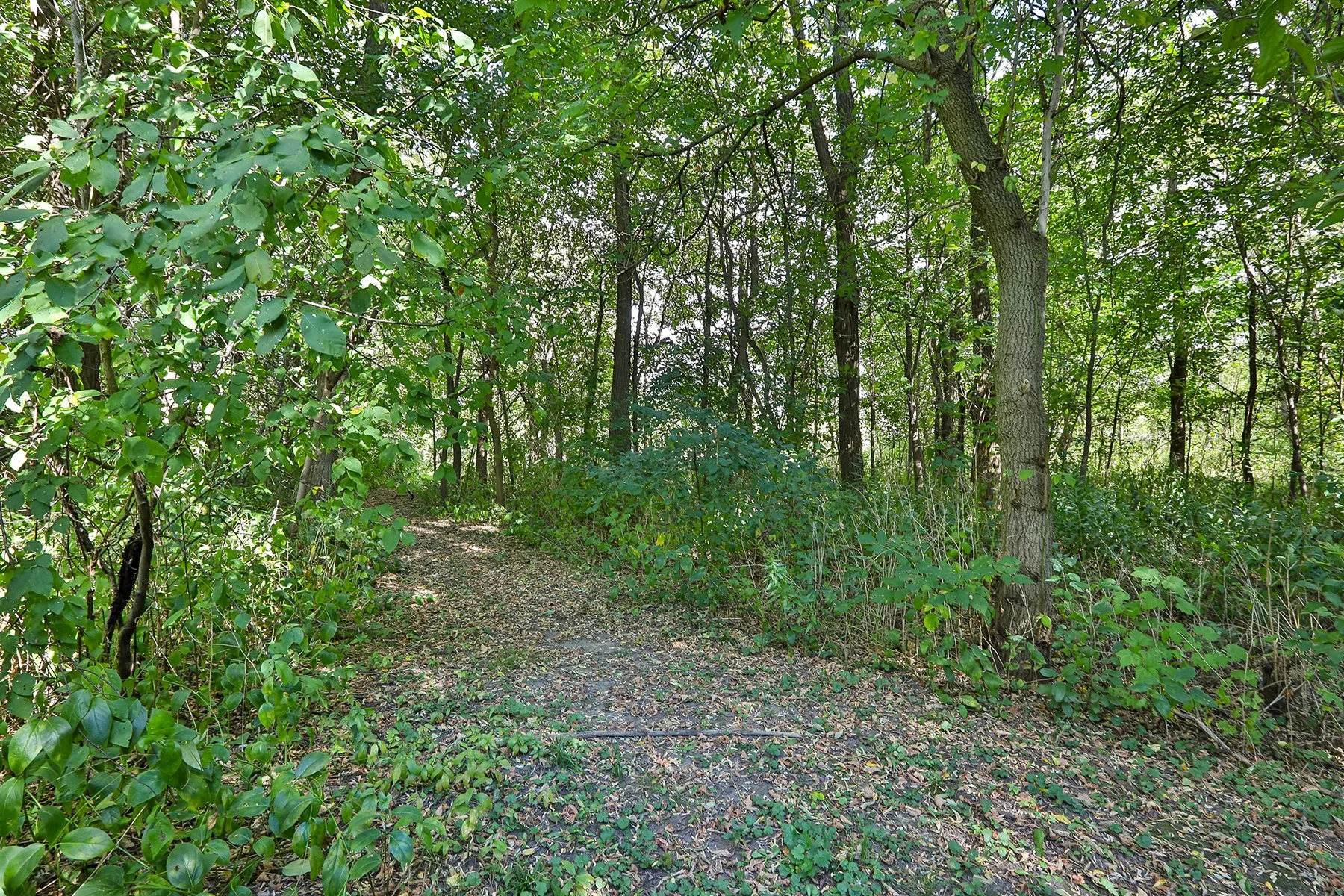 IMG42593.jpg