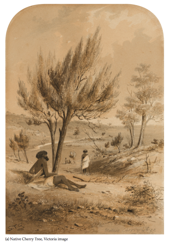 Samuel Thomas Gill collection of Australian drawings