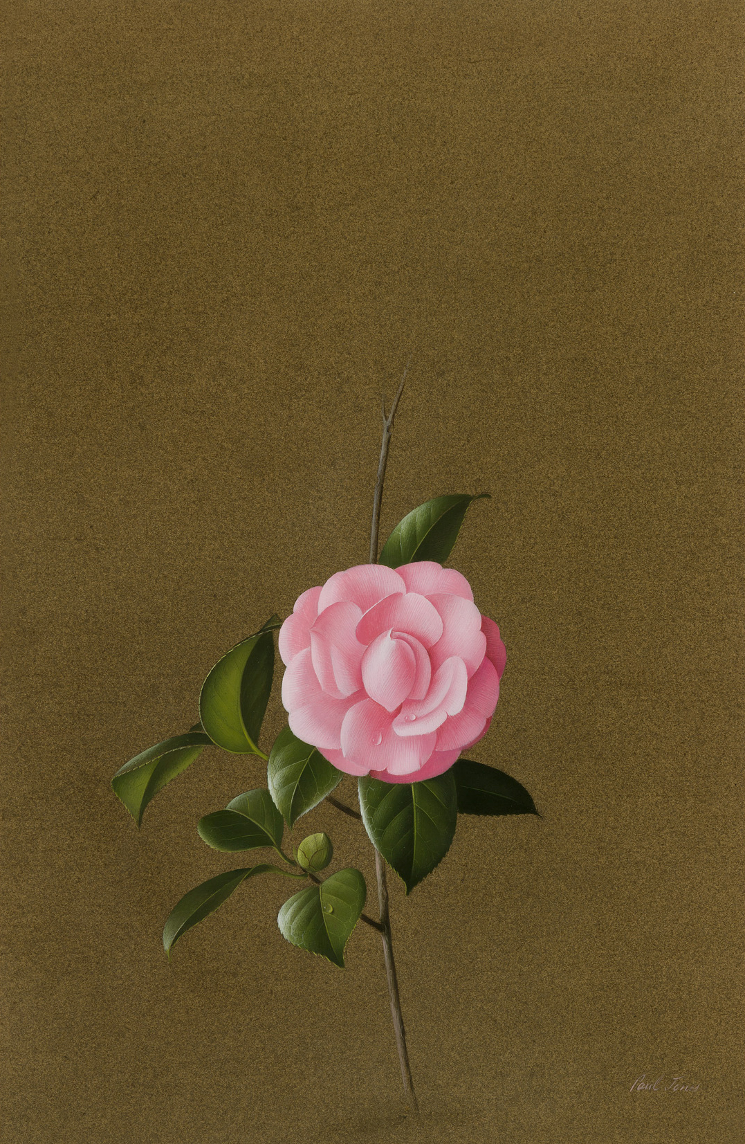 Paul Jones Pink Virginia France Rosea gouache on paper