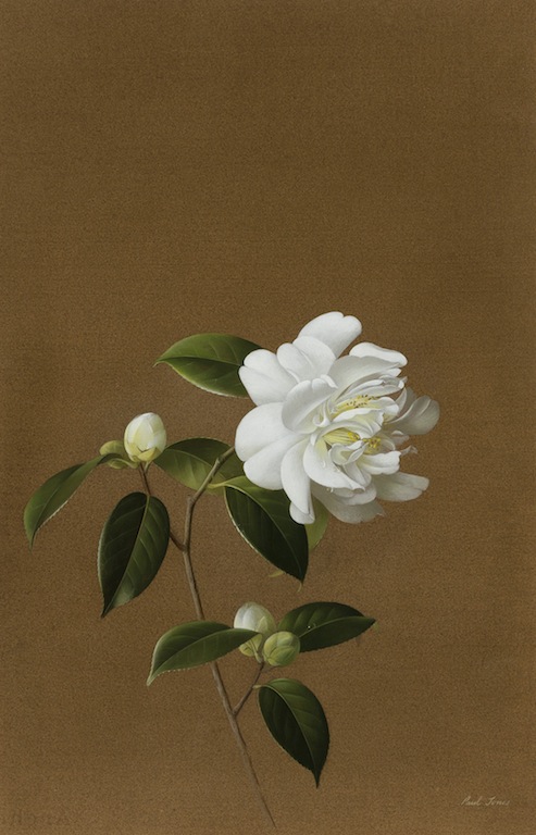 Paul Jone Snow Peony gouache on paper