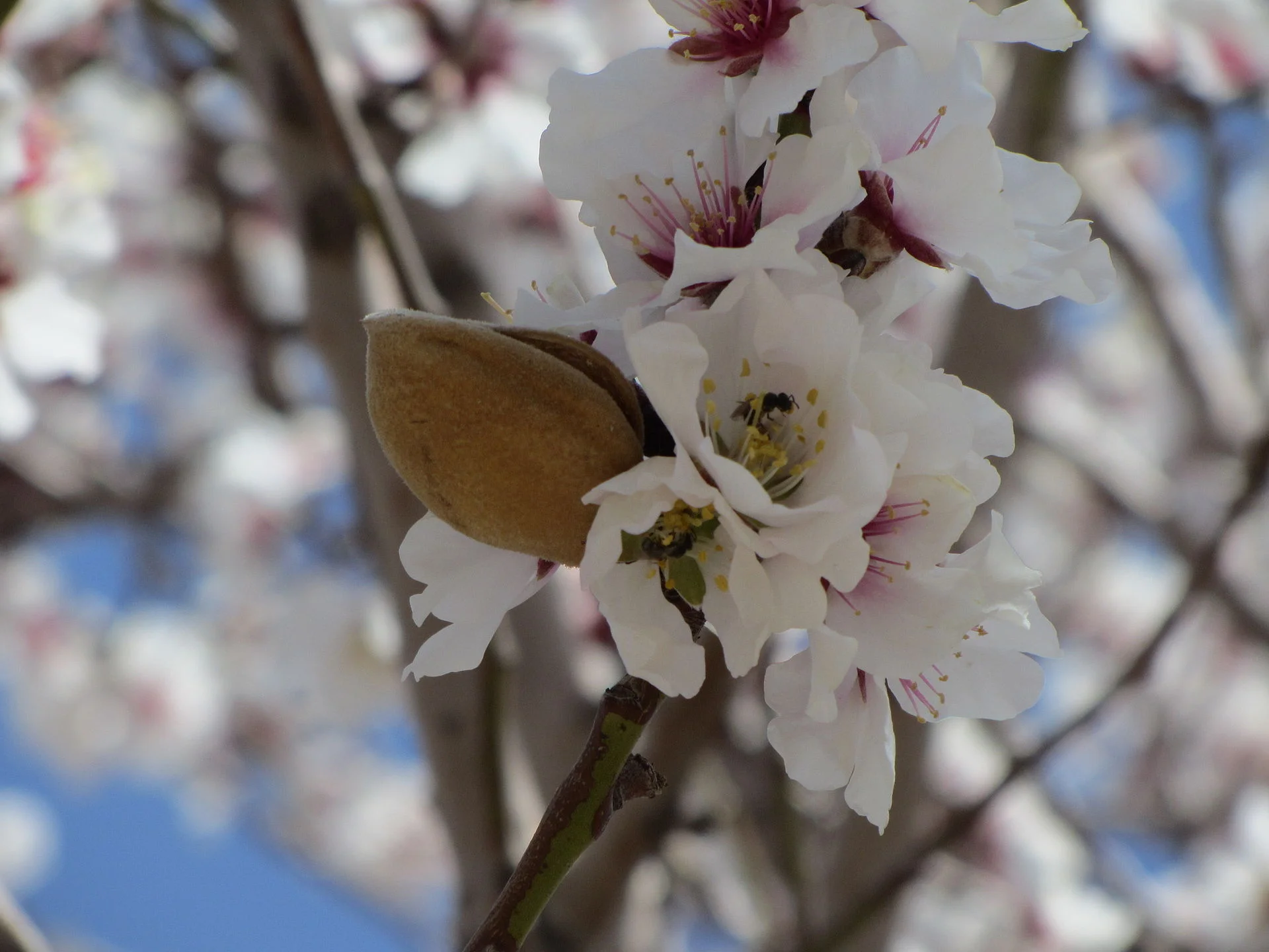 Almond fruit with blossoms
