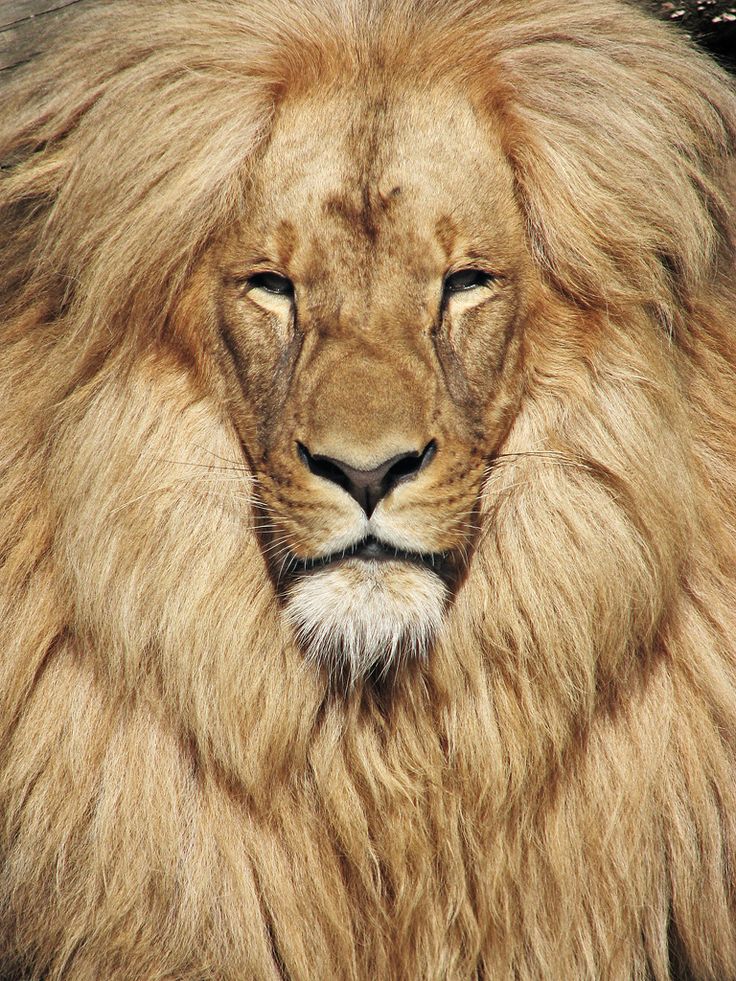 This guy definitely uses high quality essential oils in his Lion's Mane.