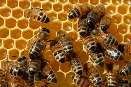Hexagonal honeycomb and the magnificent bees that make it.