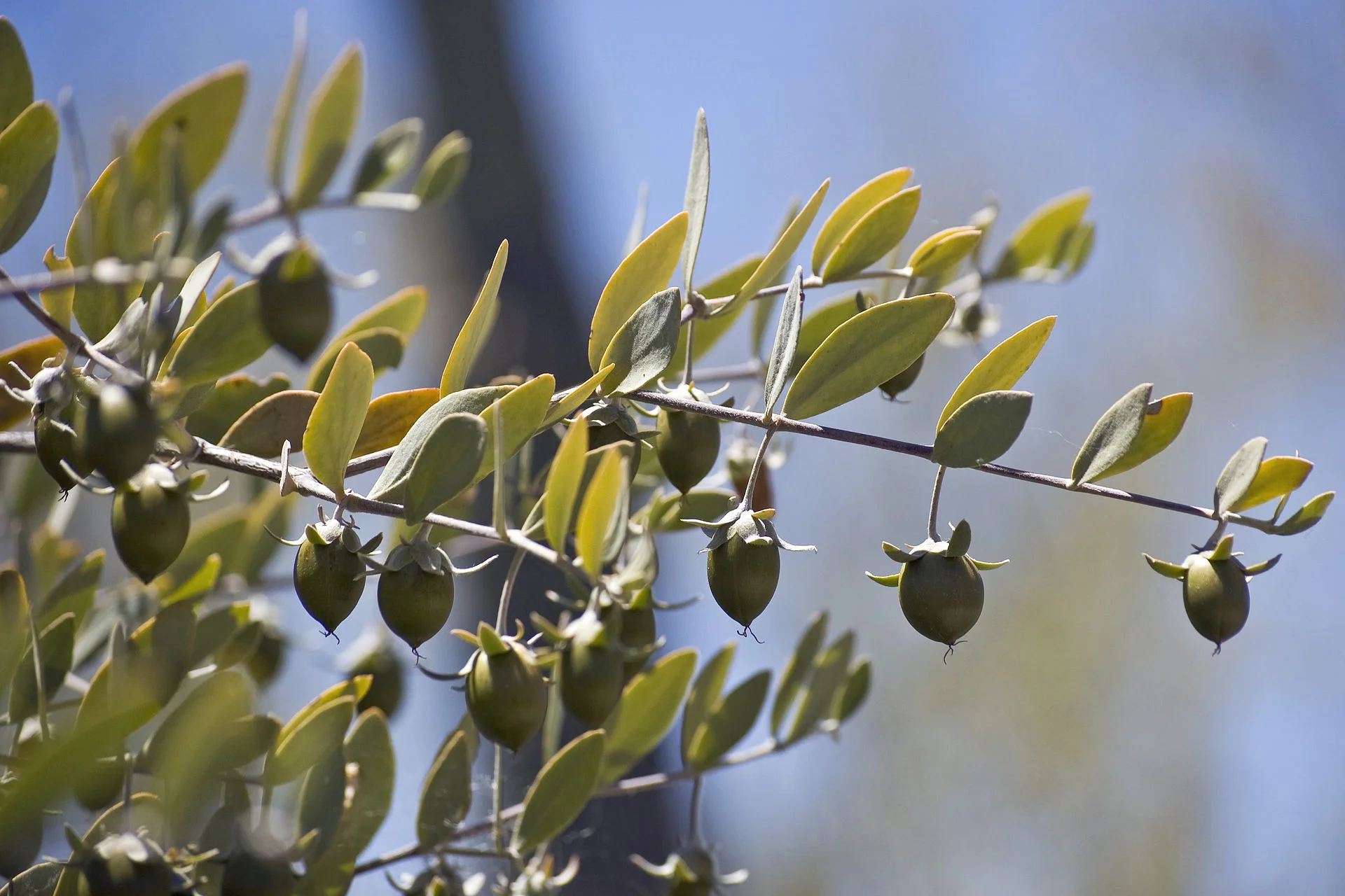 Jojoba fruit
