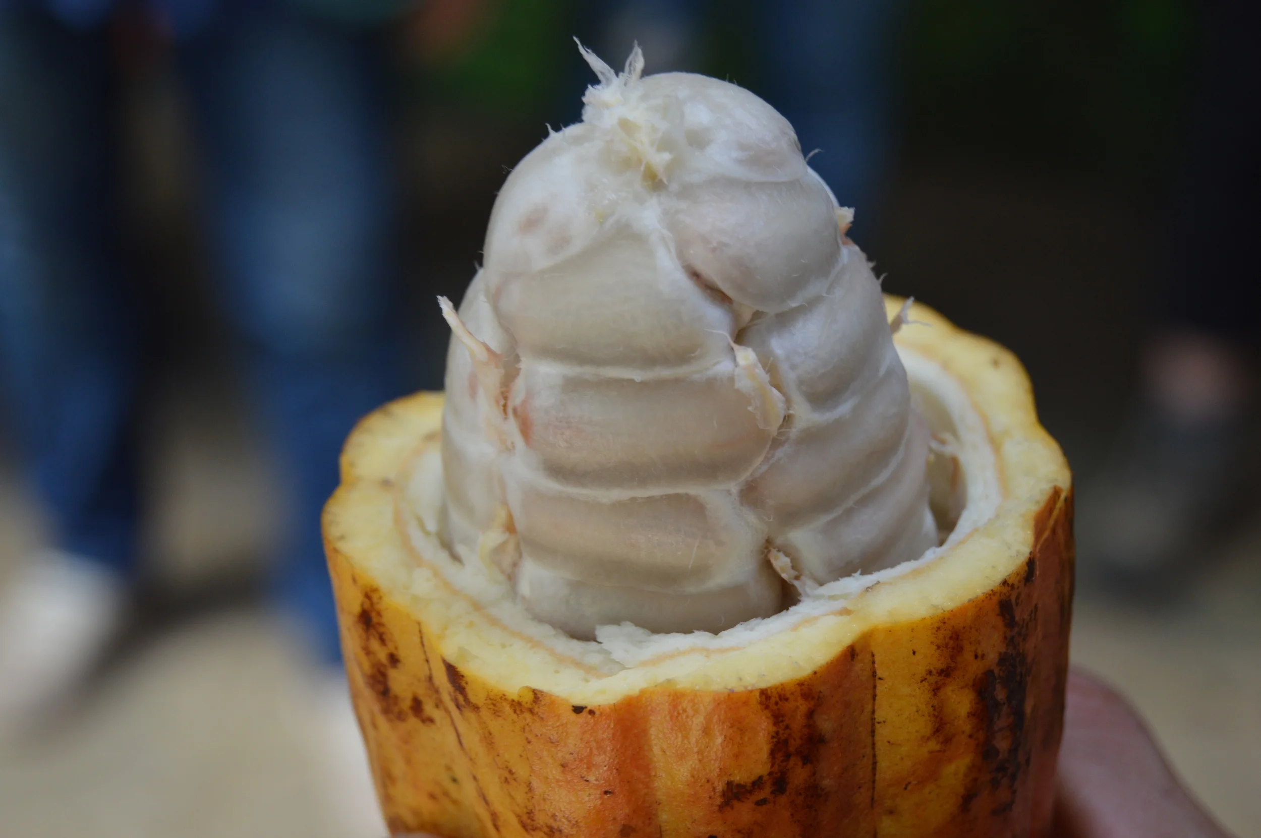 Cocoa pod