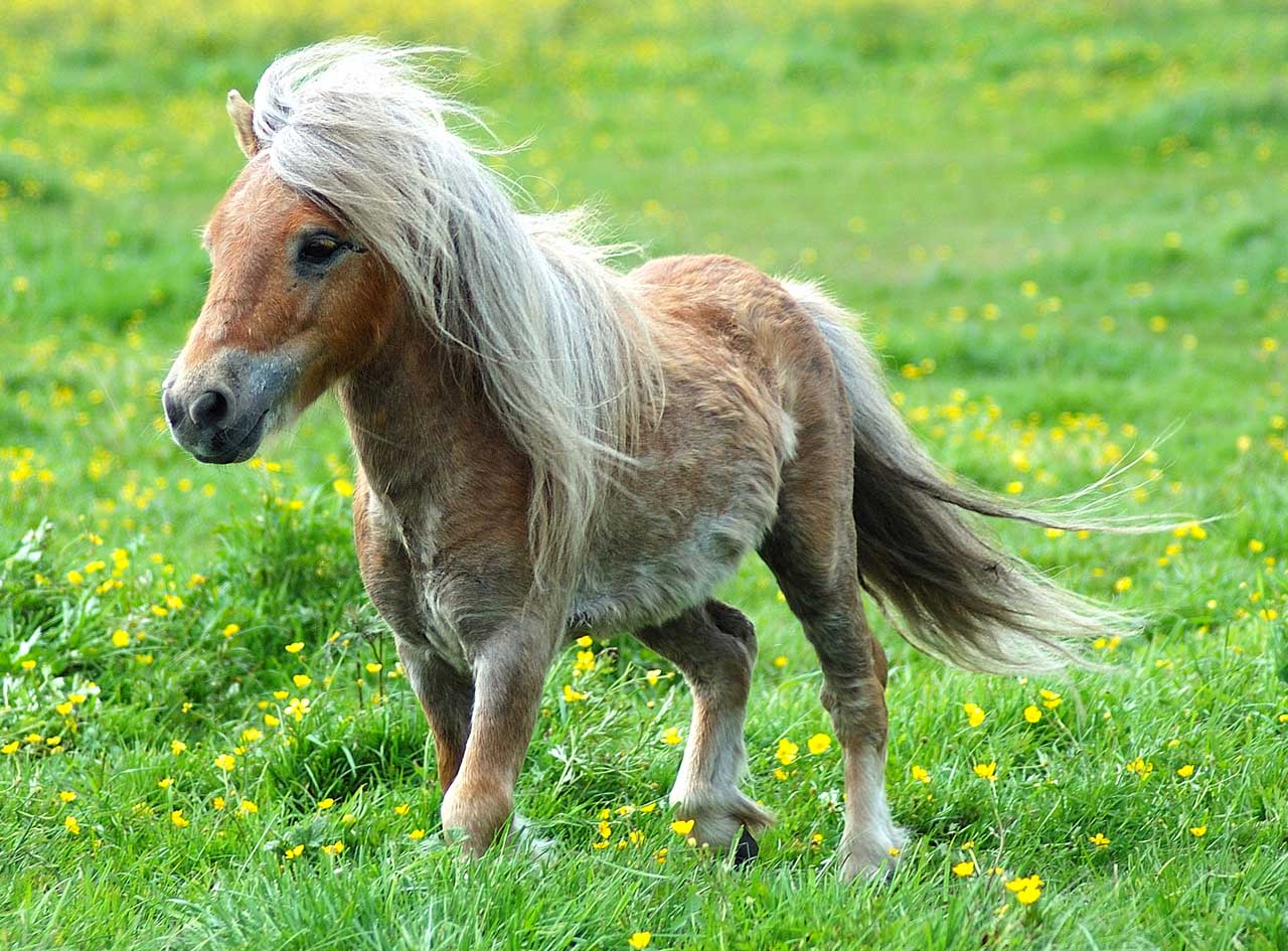 This is a pony, which we've included to try and help you forget what your skin looks like magnified over 1000 times