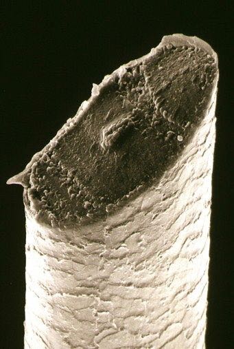 SEM image of a freshly shaved hair follicle. Looks like a dagger!