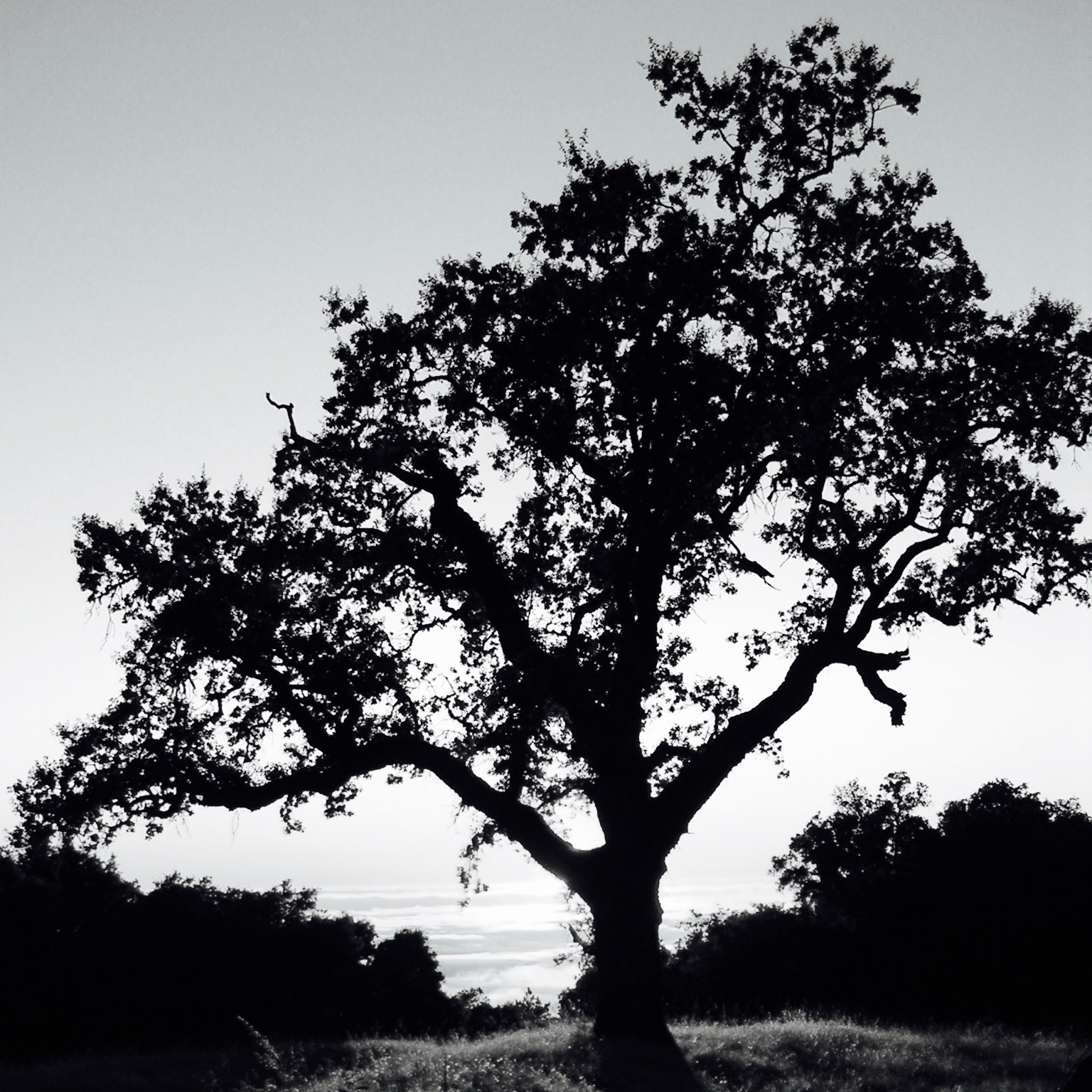 A majestic oak tree at one of my favorite (secret) spots along the Big Sur Coast.